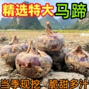 廣西荔浦特大山泉馬蹄大果當季 新鮮水果蔬菜脆甜多汁荸薺餑薺現(xiàn)挖