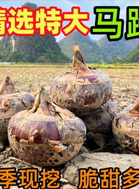 广西荔浦特大山泉马蹄大果当季新鲜水果蔬菜脆甜多汁荸荠饽荠现挖