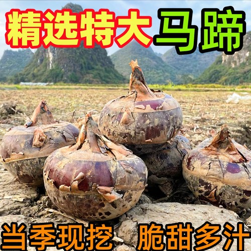 25年头茬新鲜特大荔浦马蹄荸荠