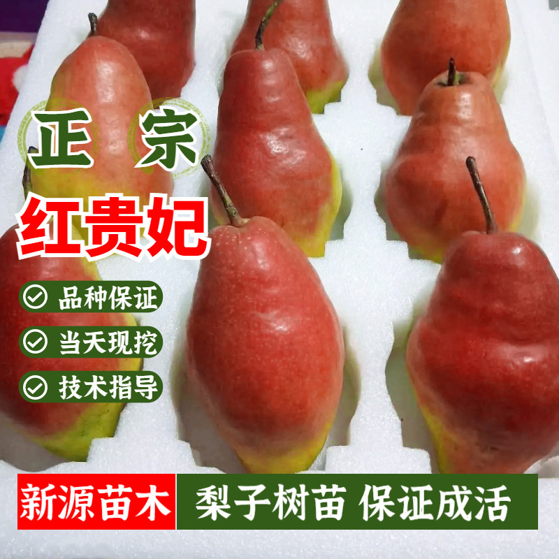 新品种红贵妃梨树苗嫁接特早熟大果西洋梨红啤梨苗树果苗当年结果