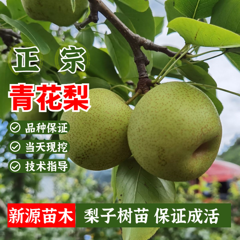青花梨嫁接苗早熟梨果树苗盆栽梨子树苗地栽南方北方种植当年结果