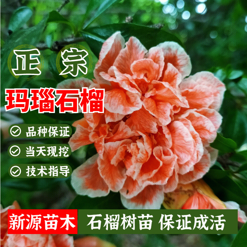 观赏玛瑙花石榴树苗特大庭院地栽南北方重瓣牡丹花石榴苗矮化盆栽