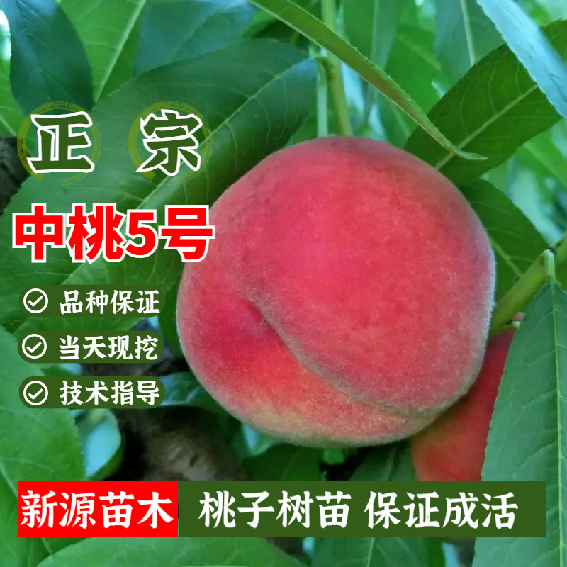 中桃5号桃树苗嫁接特大脆甜桃子树盆栽南方北方庭院地栽当年结果