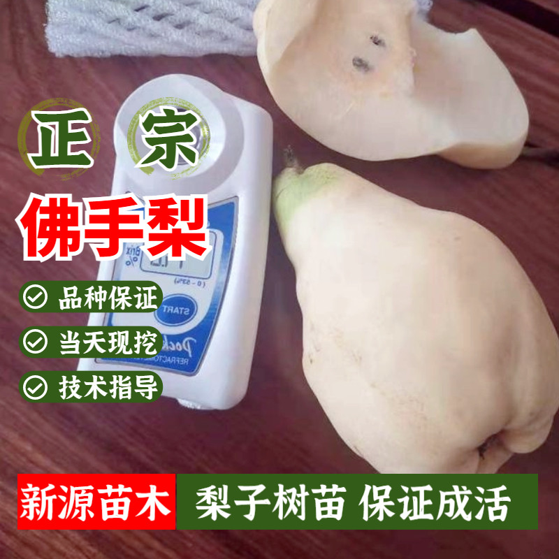 佛手梨树苗嫁接特大果晚熟啤梨香蕉梨苗庭院地栽盆栽南方北方种植