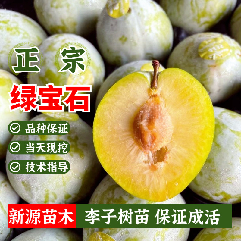 绿宝石李子树苗嫁接美国恐龙蛋李子苗地栽脆甜脱骨李子当年结果苗