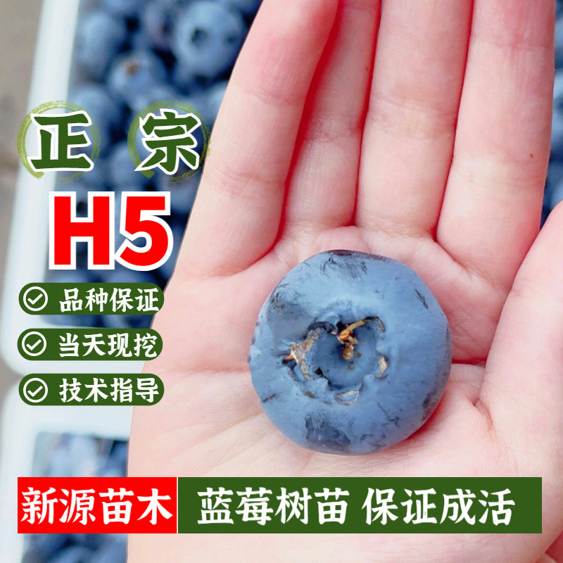 h5蓝莓树果苗早熟耐寒蓝莓树苗南方种植果树盆栽地栽果苗当年结果