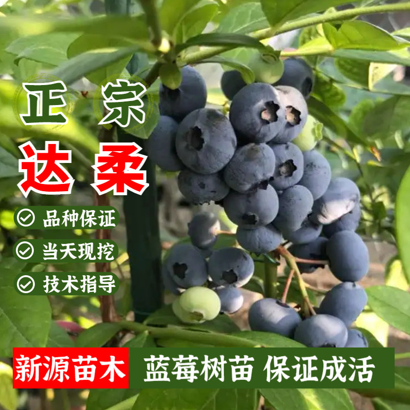 达柔蓝莓苗室内阳台盆栽地栽南方北方种植蓝莓树果苗果树当年结果