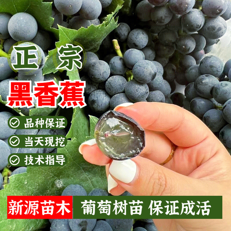 老品种葡萄树苗北方耐寒黑香蕉葡萄苗地栽抗冻不下架当年结果树苗