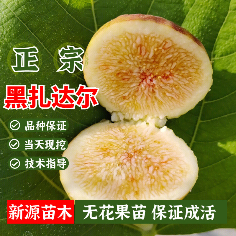 黑扎达尔无花果树苗南北方四季阳台盆栽庭院地栽特大果苗当年结果