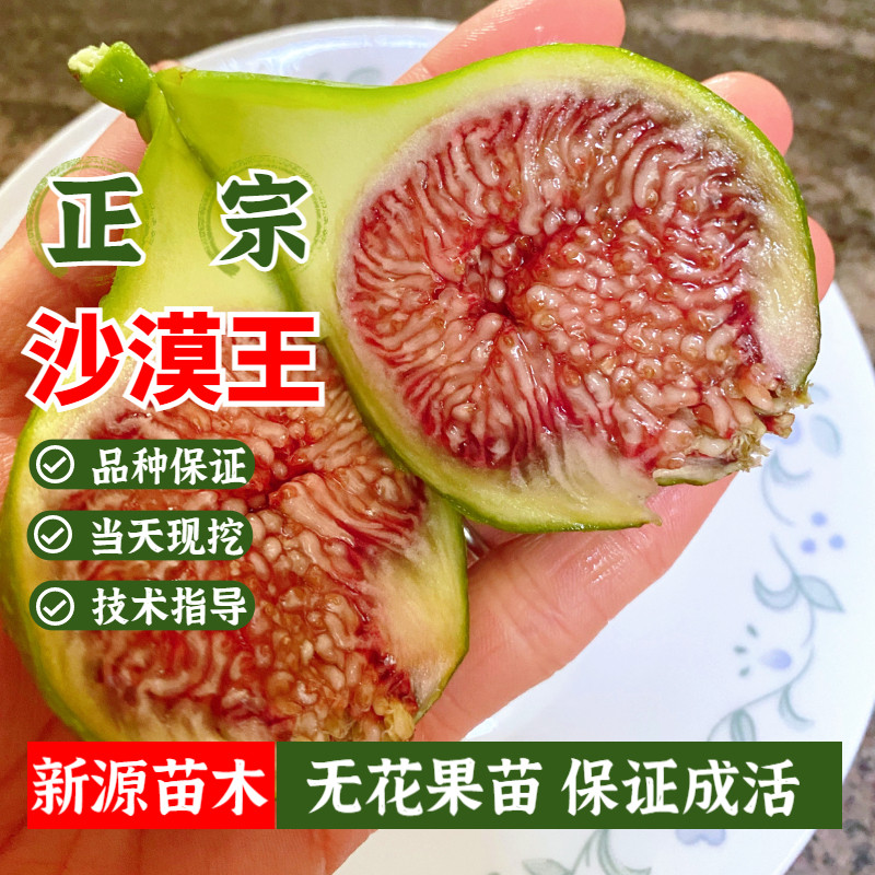 desert king沙漠王无花果苗特大果树苗室内盆栽地栽抗寒当年结果