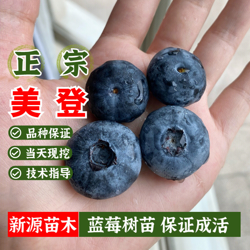 美登蓝莓果树苗庭院地栽阳台盆栽南北方种植树苗带果发货当年结果
