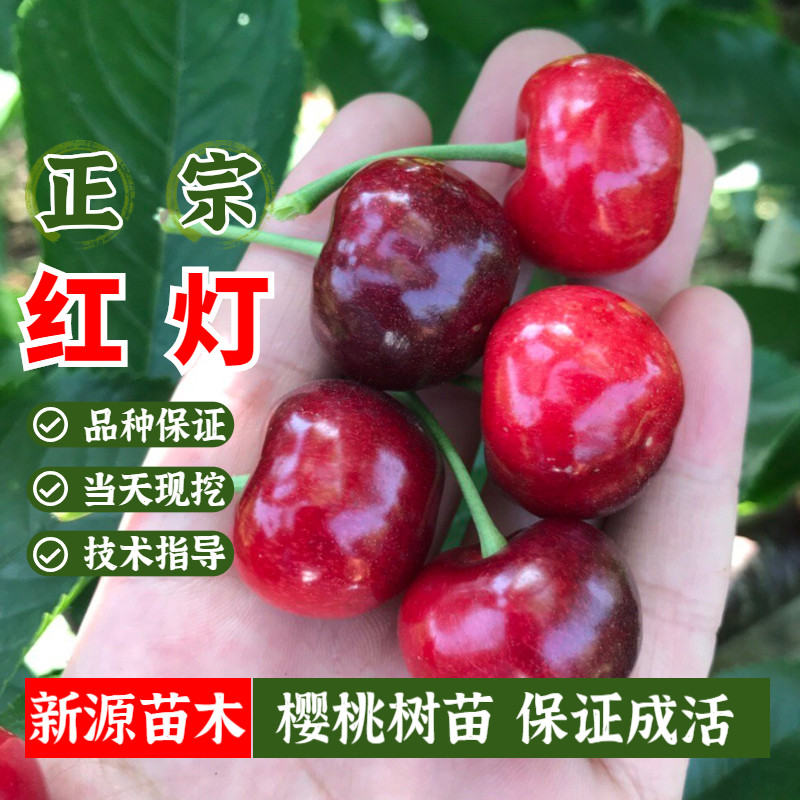 车厘子樱桃苗红灯大樱桃树苗当年结果苗地栽盆栽嫁接南方北方种植