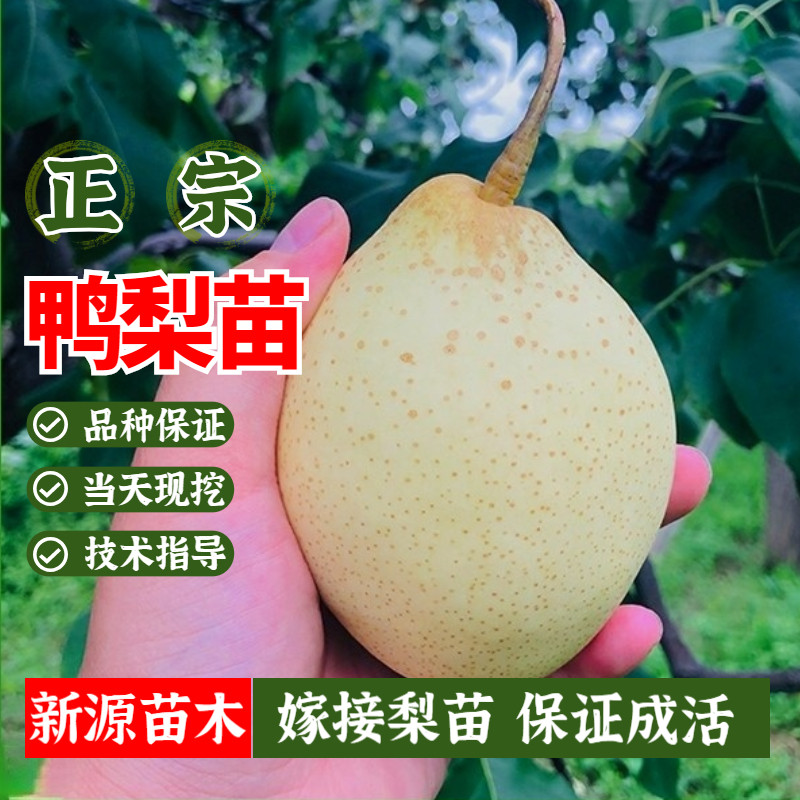 鸭梨树苗果树苗嫁接梨苗南方北方种植四季庭院盆栽地栽当年结果苗