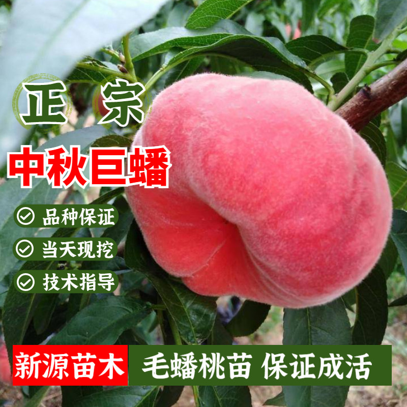 毛蟠桃树苗嫁接晚熟中秋巨蟠桃苗矮化盆栽庭院地栽北南方当年结果