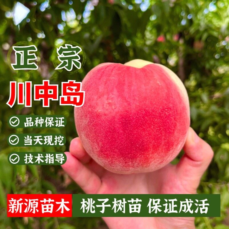 新川中岛日本水蜜桃苗老品种白肉离核脆甜桃树盆栽果苗果树南北方