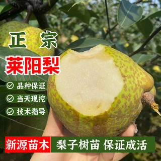 莱阳梨树苗嫁接特大脆甜茌梨慈梨树活苗南北方庭院地栽果树苗盆栽