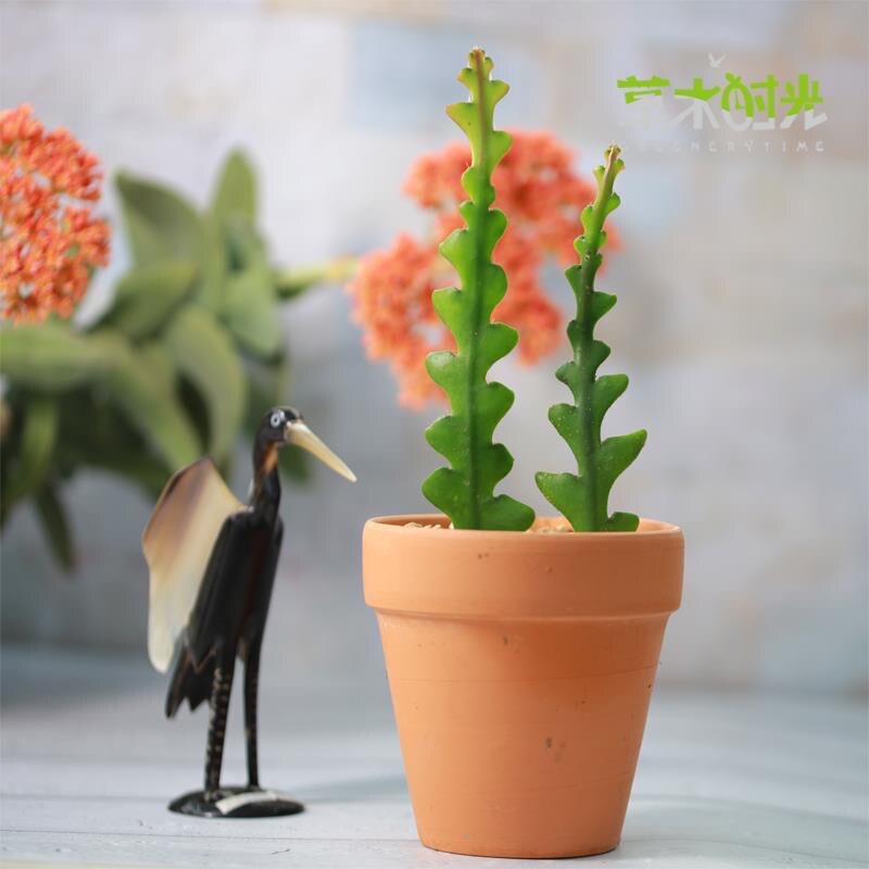 草木时光鱼骨令箭令箭昙花多肉植物趣味绿植盆栽满额包邮