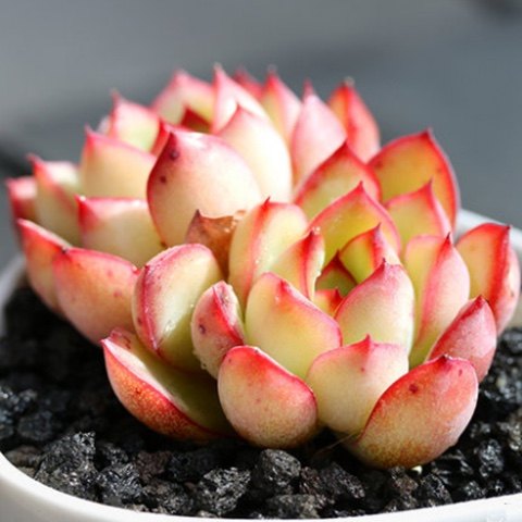 粉色多肉系列荷花多肉植物荷花多头群生老桩果冻色多肉状态好多肉