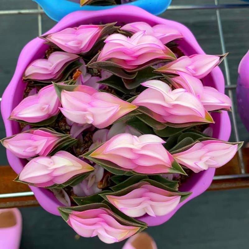 重扇锦一帆风顺多肉植物稀有品种非常好养阳台绿植盆栽防辐射花卉