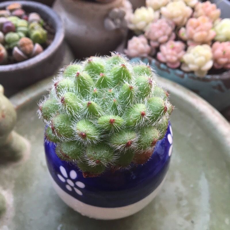 多肉植物寂静岭白闪冠防辐射绿植盆栽创意迷你植物花卉四季萌肉肉