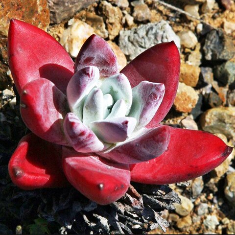 初霜御剑仙女杯多肉系列美观趣味肉肉室内办公室桌面盆栽绿植花卉