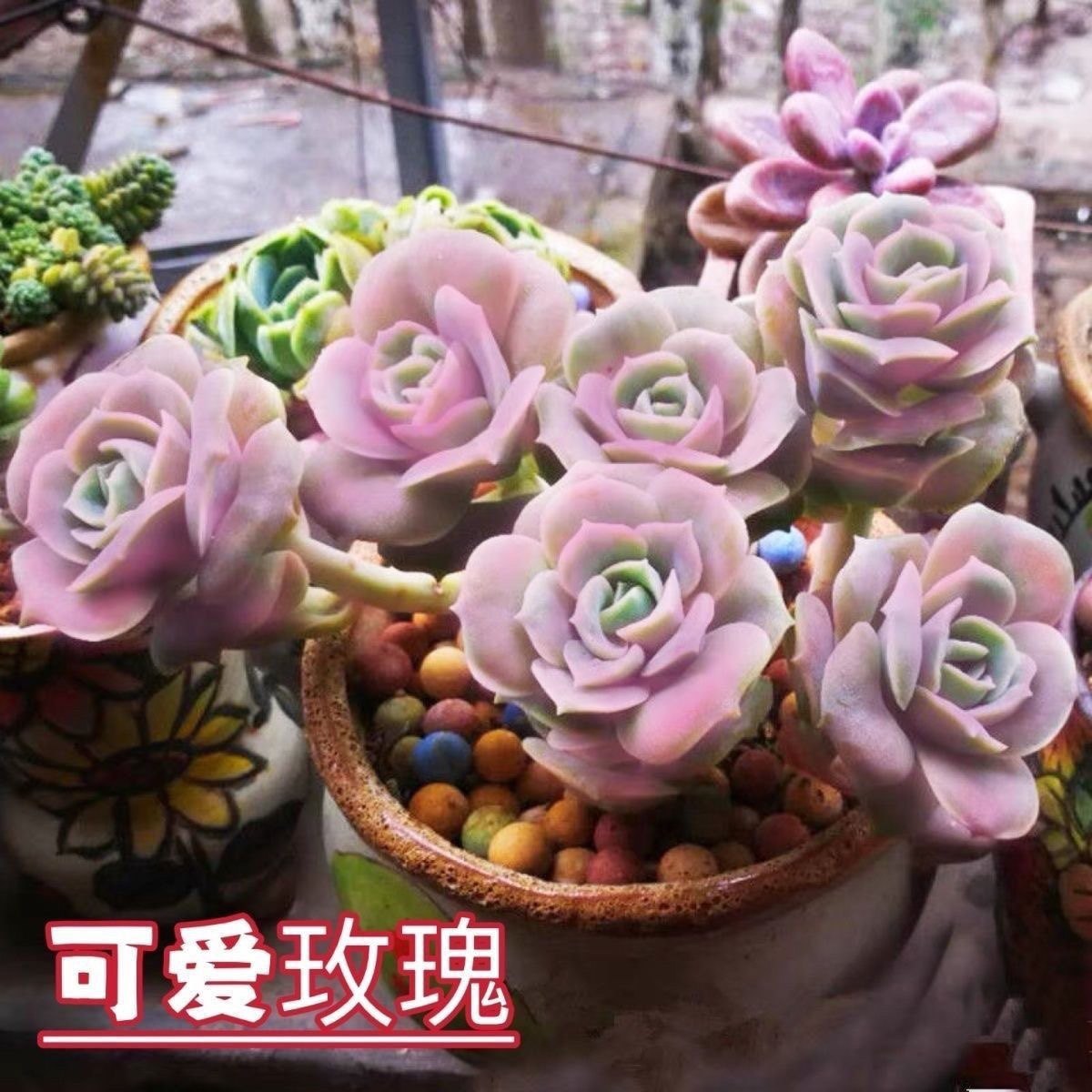 新品粉色可爱玫瑰多肉植物盆栽花卉阳台庭院新品耐旱懒人新手好养