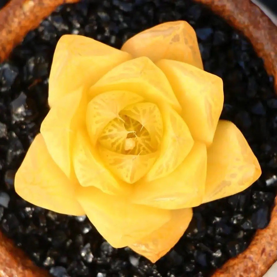 橙色水晶玉露水晶莲瓦苇属水晶玉露 姬玉露 小叶楼兰番氏