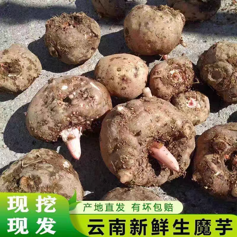 云南新鲜魔芋鲜魔芋包邮现挖大个制做豆腐原料鬼磨芋农家魔芋头