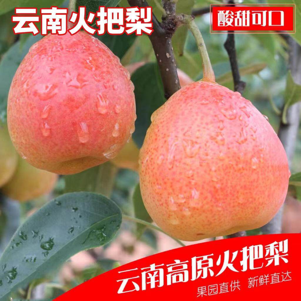 云南高原红梨火把梨9斤新鲜水果梨子酥梨香梨酸甜大果 香红梨9