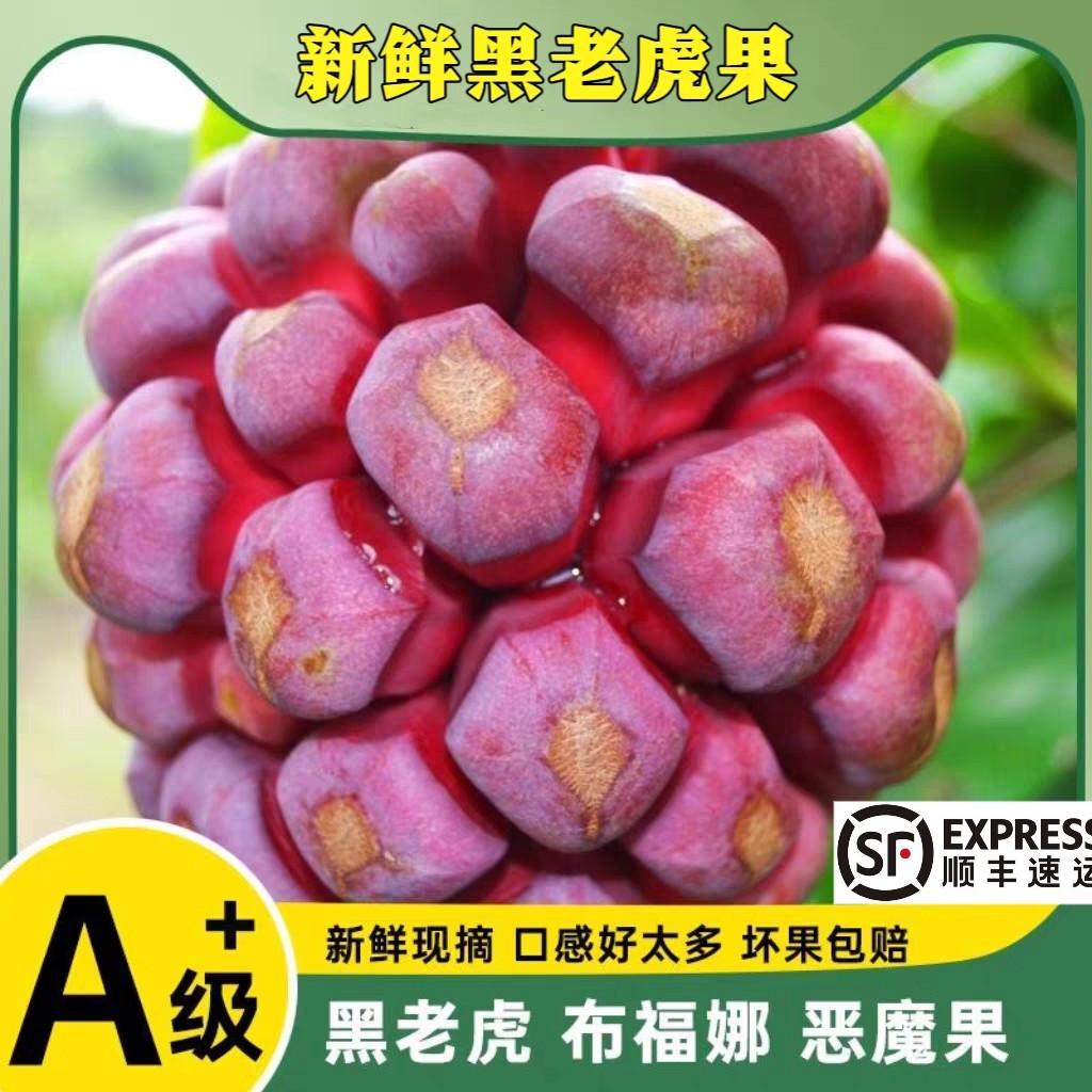 包邮黑老虎布福娜恶魔果实酒饭团血藤果新鲜水果5斤深山种植