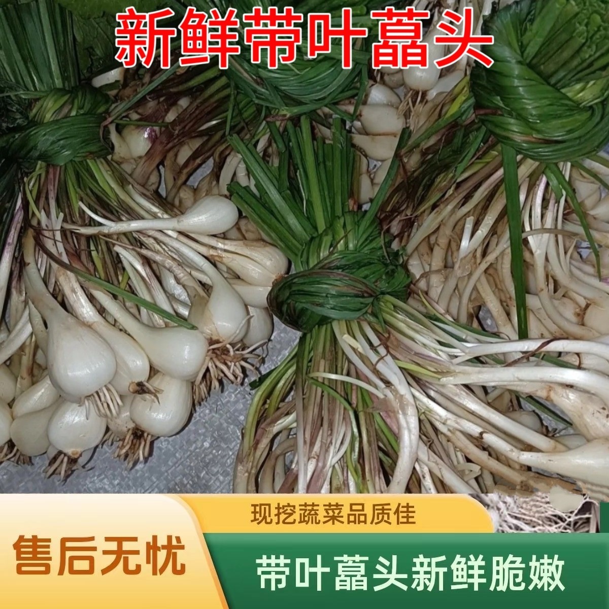 藠头新鲜现挖5斤荞头大个茭头葱教头小蒜云南交桥头蒜泡菜姜蔬菜