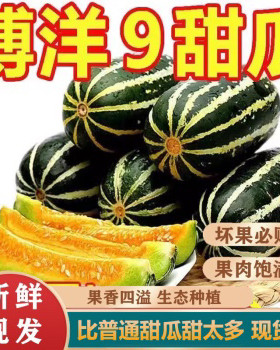 正宗山东博洋9号甜瓜新鲜现摘酥脆甜5斤当季水果香瓜羊角九号蜜瓜