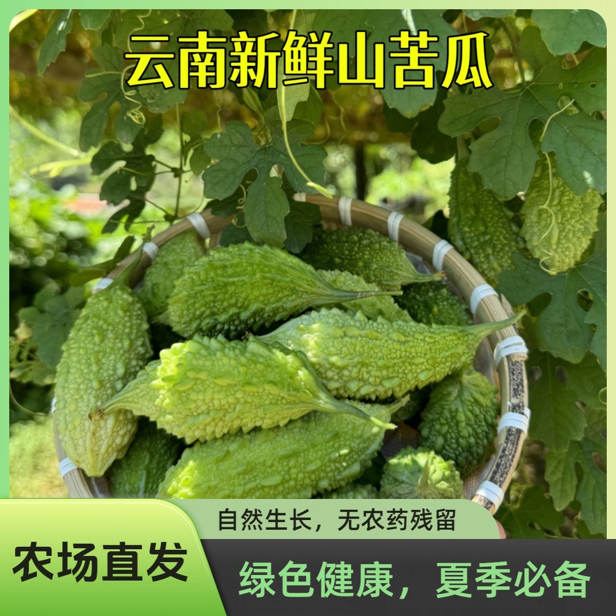 现摘可生吃云南山苦瓜泰国吃播福建小苦瓜小癞瓜金铃子新鲜赖葡萄
