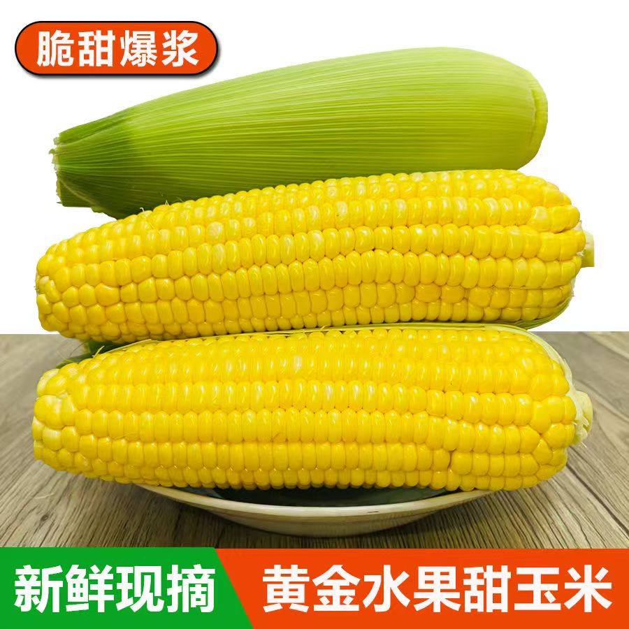 新鲜云南水果甜玉米新鲜现摘金银玉米新鲜玉米可榨汁即食现摘带皮,水产肉类/新鲜蔬果/熟食,新鲜玉米,淘宝优惠券,粉丝福利购,淘宝优惠卷