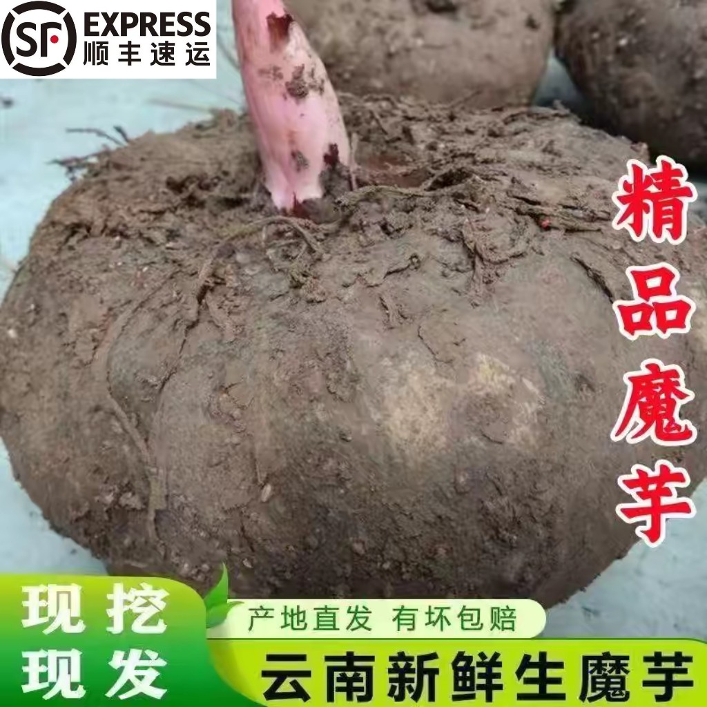 四川新鲜魔芋鲜魔芋包邮现挖大个制做豆腐原料鬼磨芋农家魔芋头