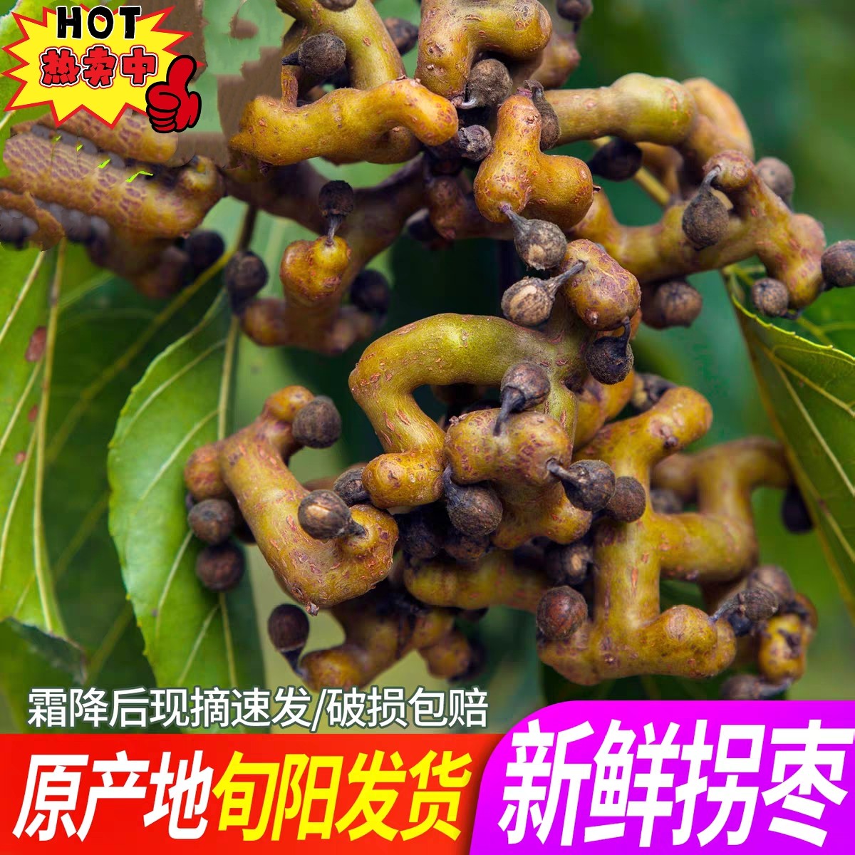 现货新品拐枣新鲜生吃 2026年秦岭野生万寿果枳椇子泡酒5斤鸡爪梨