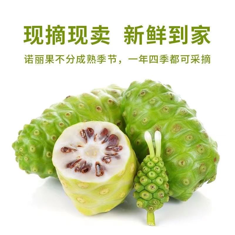 海南诺丽果新鲜水果5斤现摘现发诺尼果做酵素煮水炖汤现货速发