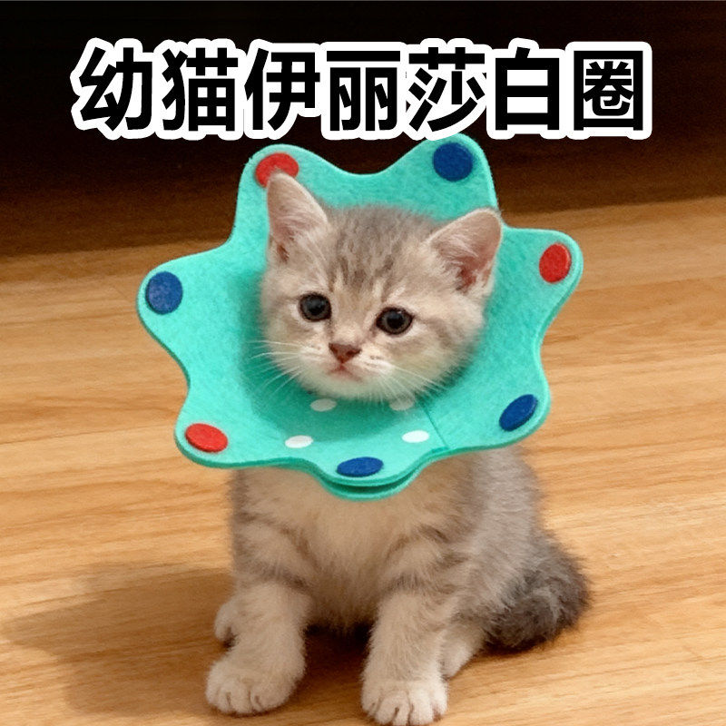 幼猫伊丽莎白圈1斤小猫咪