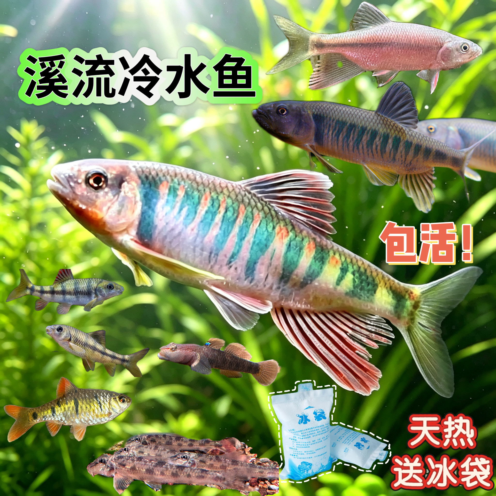 长鳍鬣发色原生冷水鱼溪流缸宽鳍