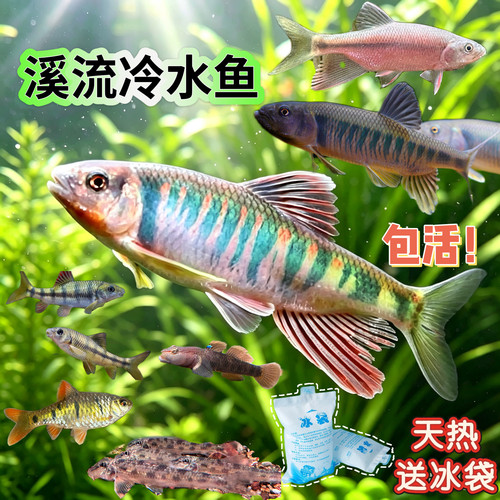 长鳍鬣发色原生冷水鱼溪流缸宽鳍