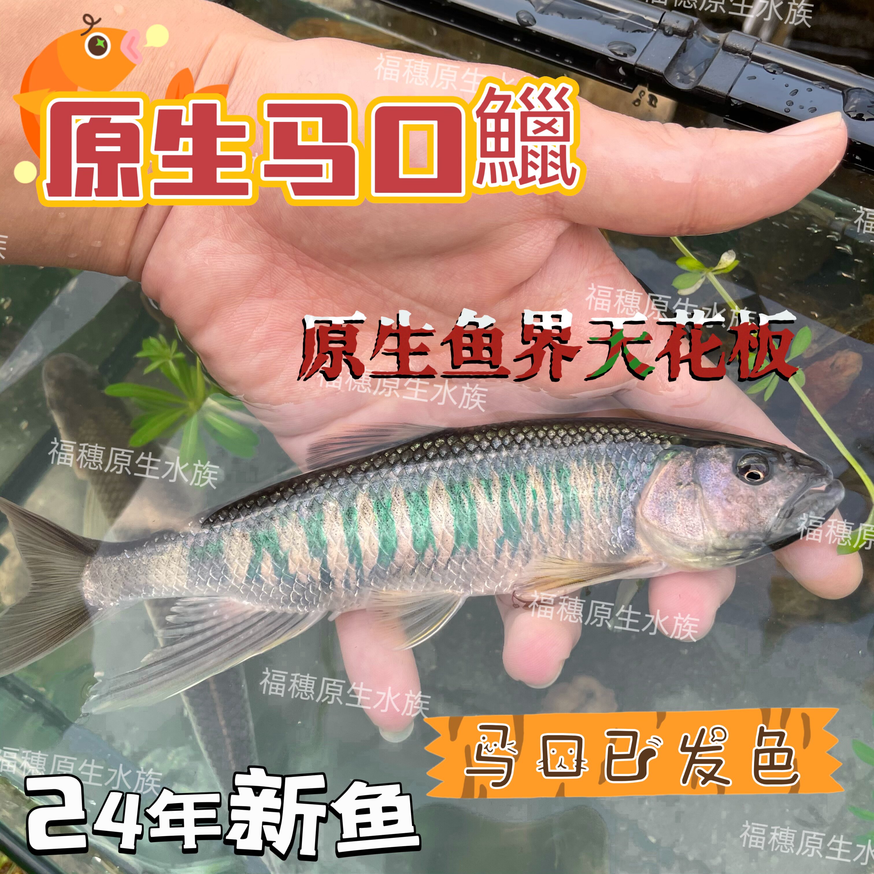 马口躐观赏鱼冷水鱼发色