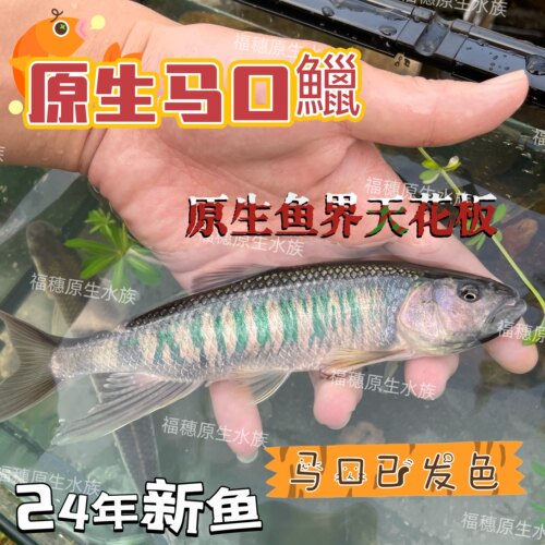 马口躐观赏鱼冷水鱼发色
