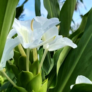 花卉盆栽好养活植物室内外易养活绿植花卉组合盆栽姜花种好带花盆