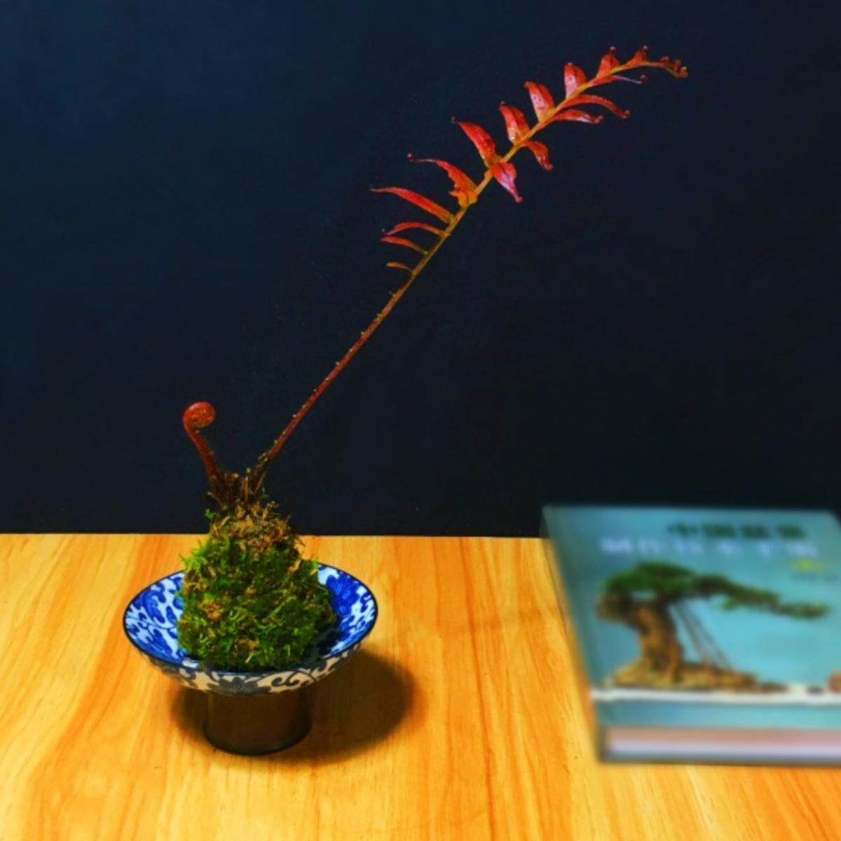 深山乌毛贯众蕨书房办公室微景观蕨类植物室内绿植禅意蕨好养盆栽