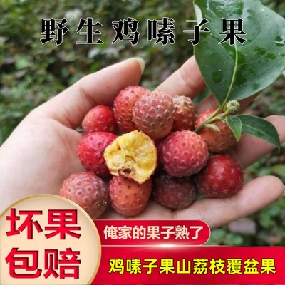 云南高山野生鸡嗉子果当季新鲜水果稀有香甜山荔枝覆盆果四照花