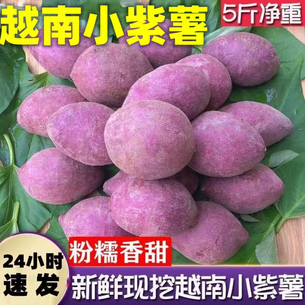正宗越南小紫薯珍珠板栗紫薯特级新鲜低脂粉糯紫地瓜现挖沙地番薯