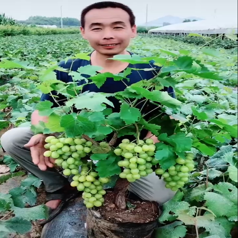 阳光玫瑰葡萄树苗盆栽包成活带土果树苗南北方种植葡萄苖当年结果