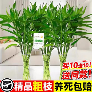 粗杆富贵竹水培植物客厅招财花卉绿植带根转运竹子发财竹室内盆栽