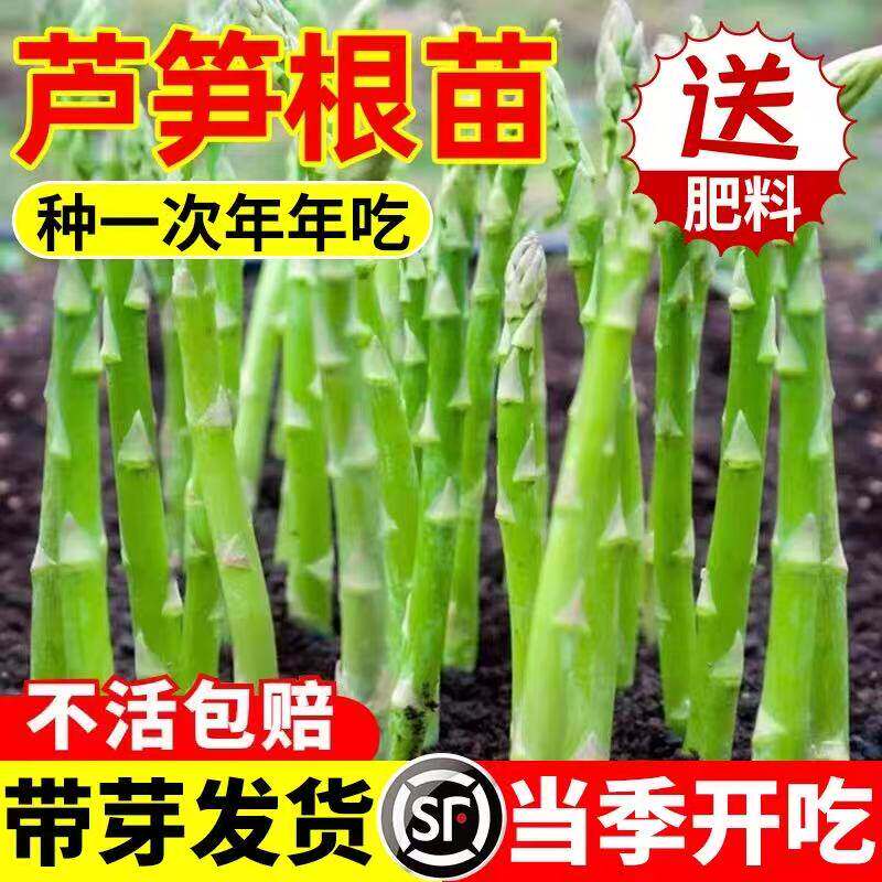 芦笋苗根绿色芦笋食用蔬菜苗四季多年生阳台庭院盆栽种植芦笋苗