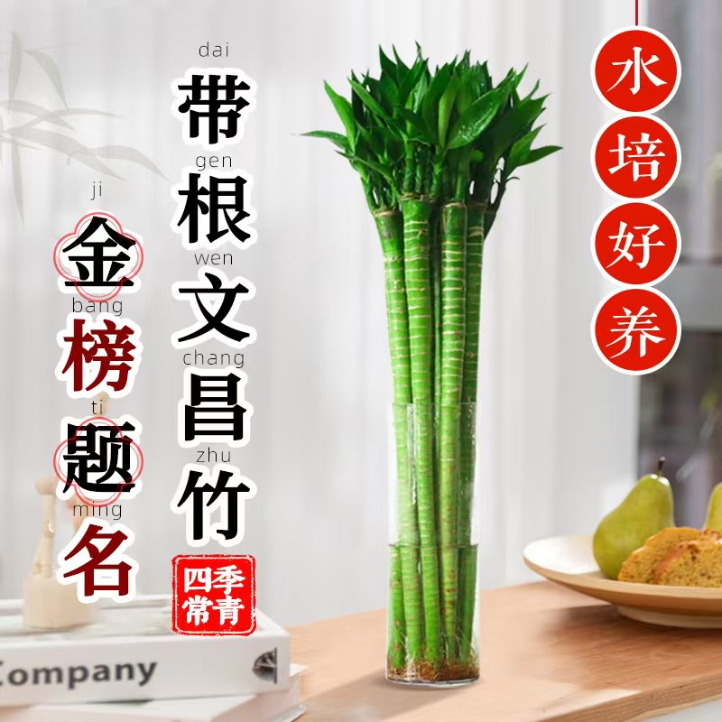 文昌竹4支金榜题名龙水培